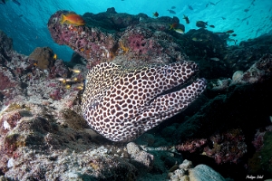 Maldives 2021 - Murene leopard  - Blackspotted morey  - Gymnothorax favagineus - DSC00841_rc